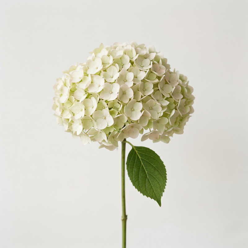 Hortensias