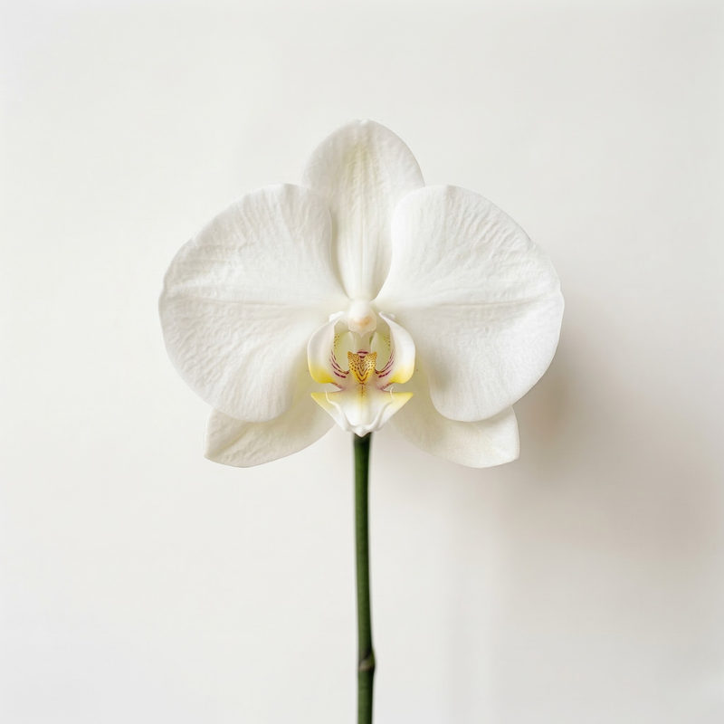 Orquídeas
