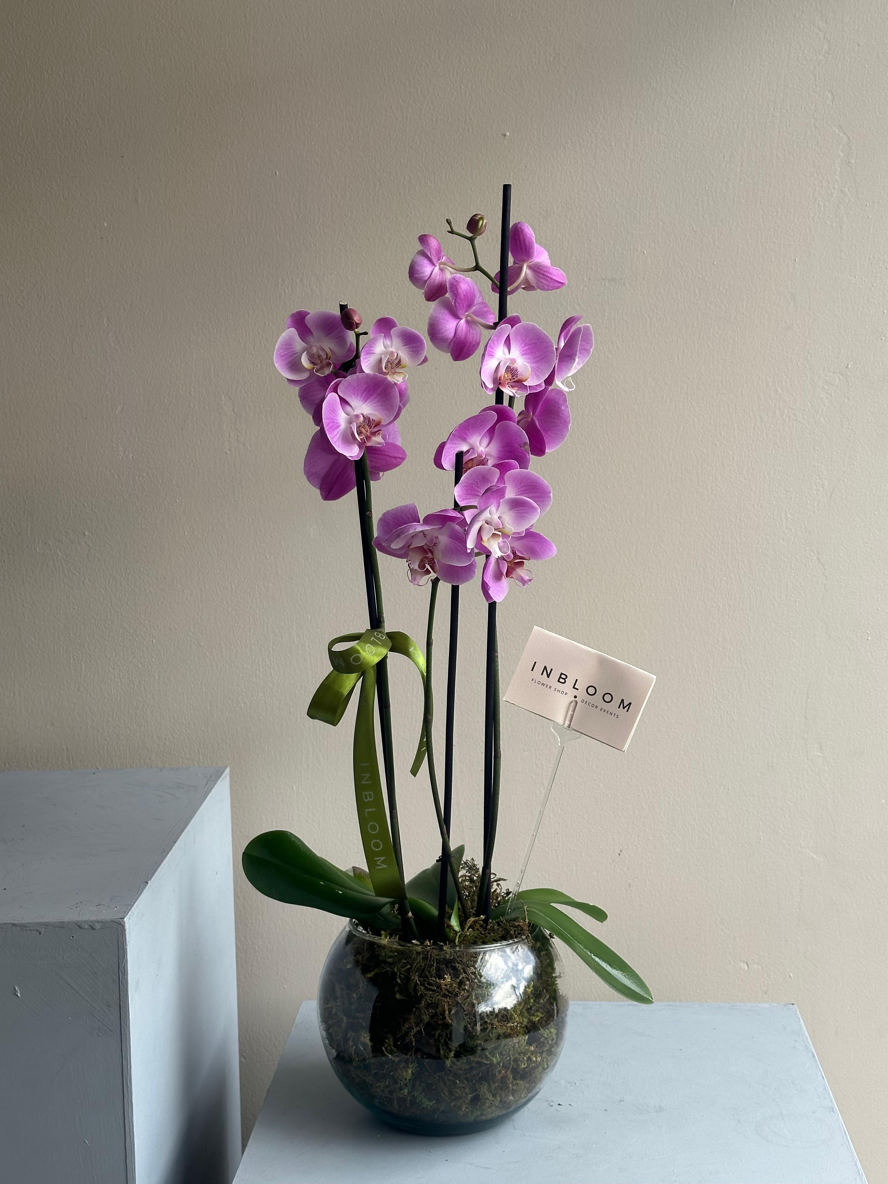orquídea de 3 tallos