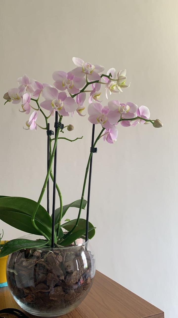 orquídea de 3 tallos
